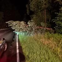 Baum 06.07.24.jpg