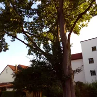 baum_auf_fahrbahn.jpg