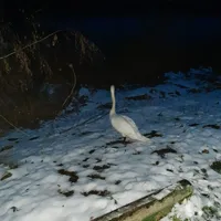 foto_schwan.jpg